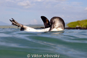 Galápagos Penguin (Spheniscus mendiculus)(Isla Isabela) by Viktor Vrbovský 